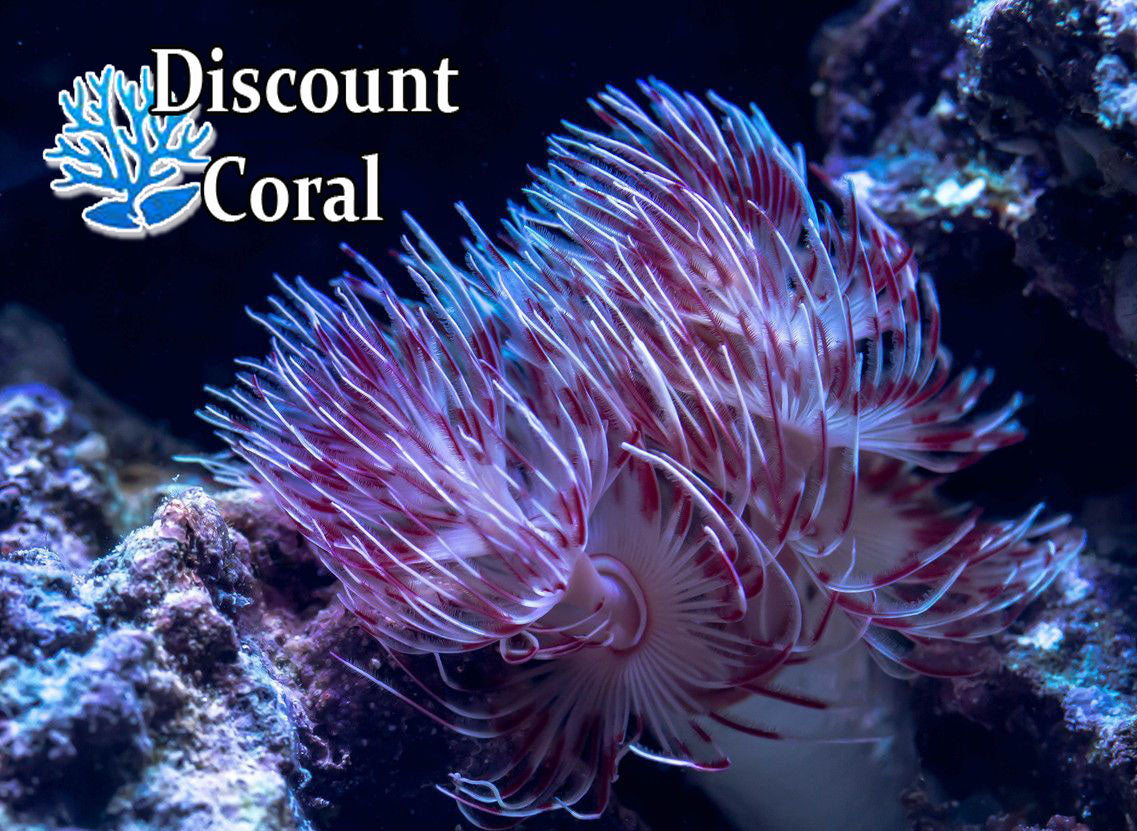 Feather Dusters Fan Worm Invertebrates discountcoral