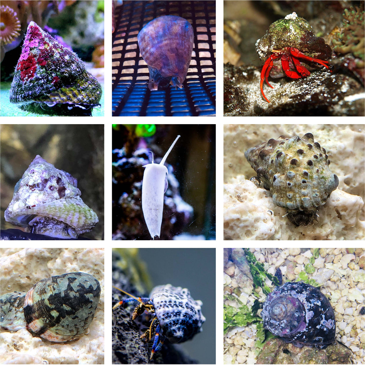 75 Gallon Saltwater Aquarium Clean Up Crew Reef Safe Package