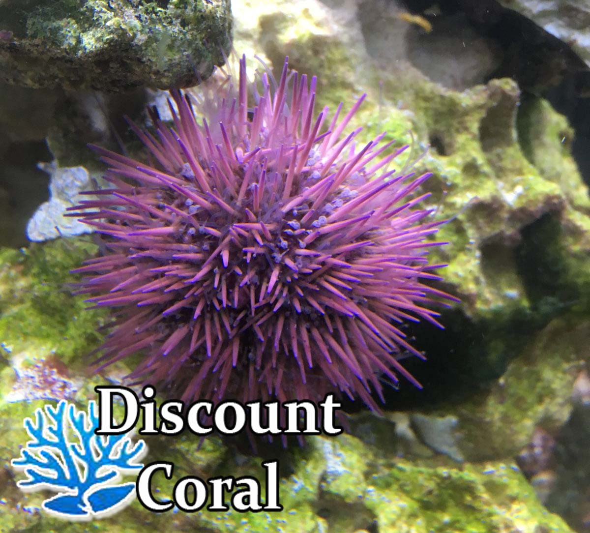 Rose Pink Urchin Sea Urchins for Sale Pincushion Urchin discountcoral