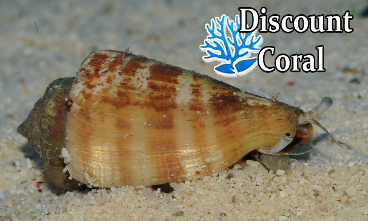 Tiger Sand Conch Reef Snails for Sale Saltwater Aquarium Snails