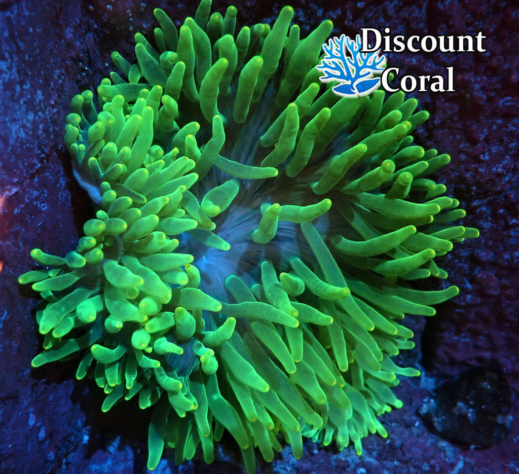 Ultra Green Bubble Tip Anemone