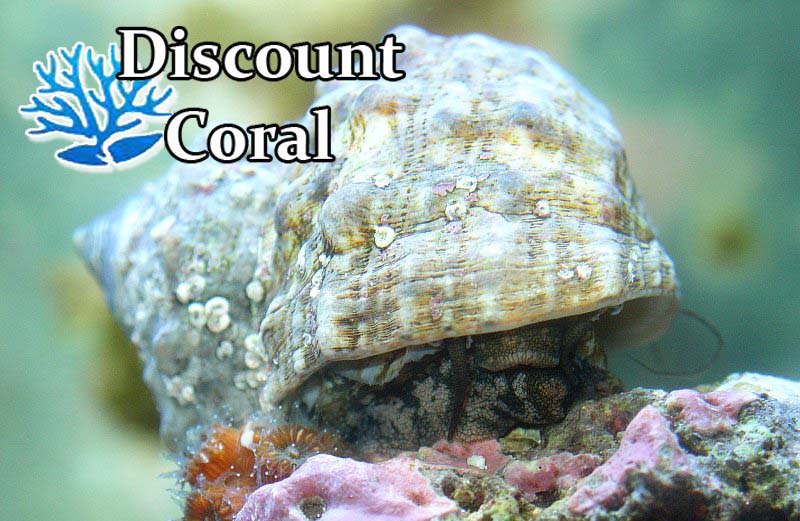 Mexican Turbo Snail Reef Snails for Sale Saltwater Aquarium Snails