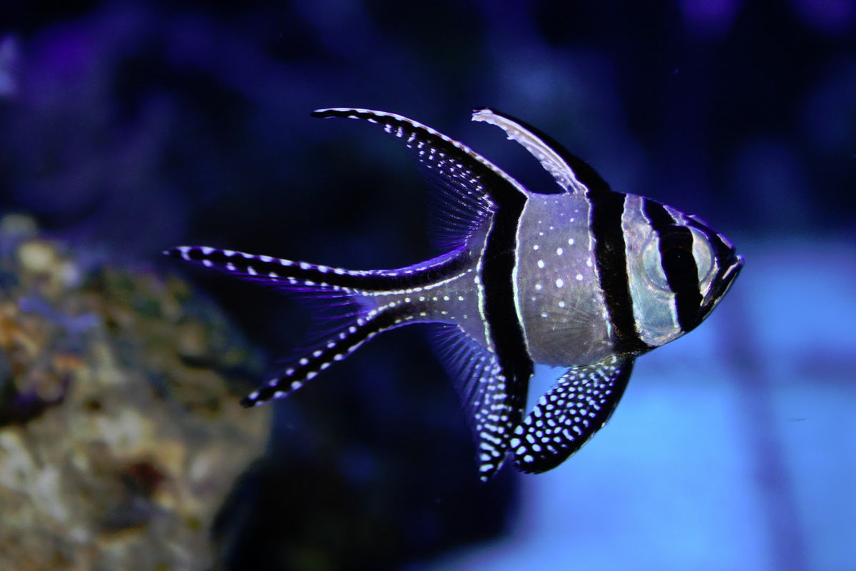 Banggai Cardinalfish Longfin Cardinal fish Kaudern's Cardinalfish