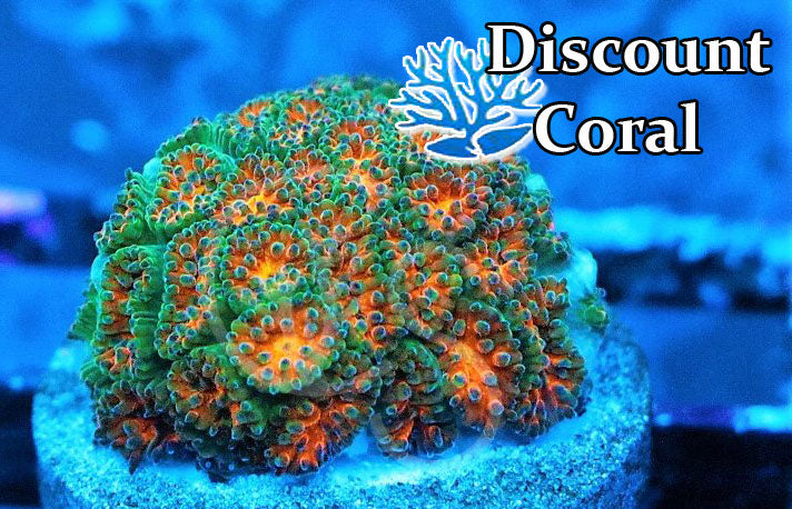 John Deere Leptastrea Coral