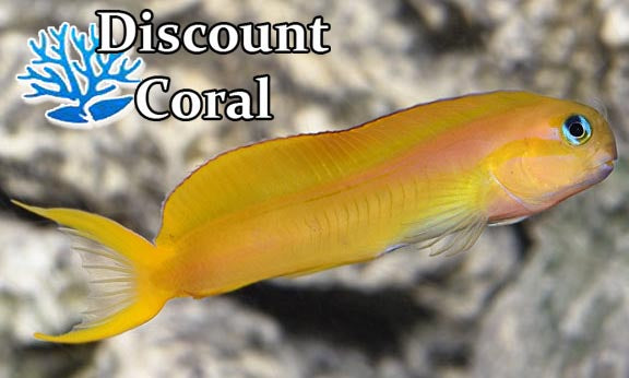 Golden Midas Blenny