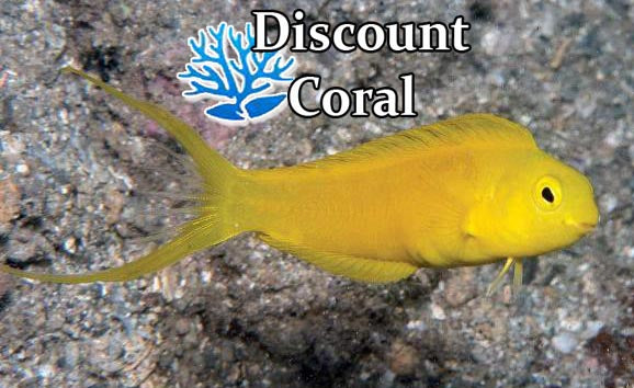 Canary Blenny for Sale - Oualan Forktail Blenny - Canary Fang Blenny