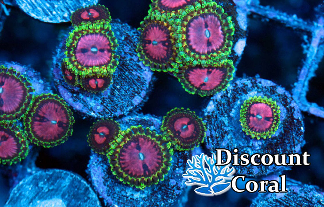Pink Diamond Zoanthids Frag of Pink Diamond Zoas Discount Coral