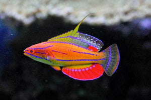 Carpenter Flasher Wrasses Fish for Sale