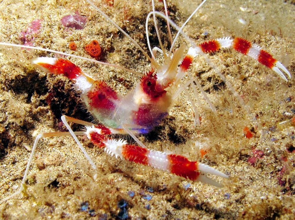 Coral Banded Boxer Shrimp for Sale