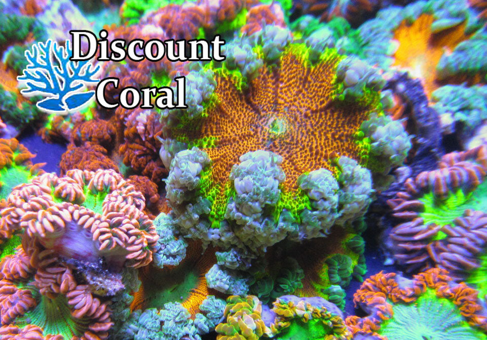 Rock Flower Anemone Ultra Rock Flower Nem Flower Anemone