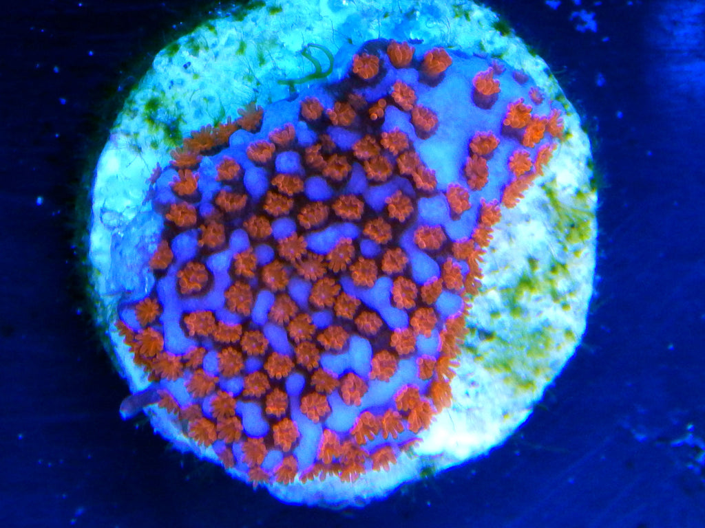 Superman Montipora Coral Frag for Sale