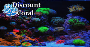 Mixed Reef Aquariums - Words of Wisdom