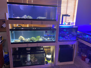 Discount Coral Fish Quarantine Protocol