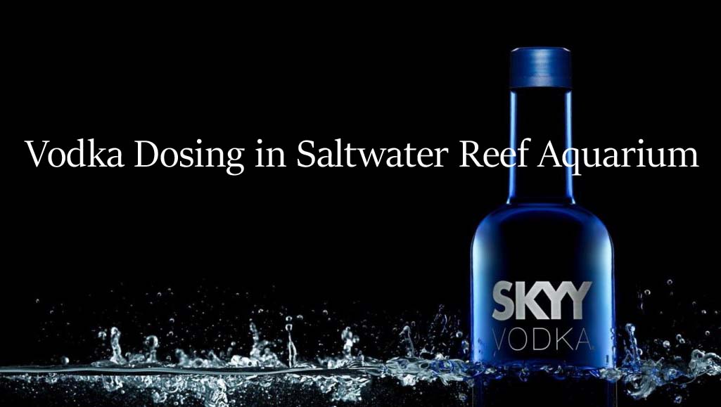Vodka Dosing in Saltwater Reef Aquarium