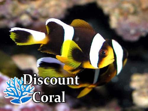 Allardi Clownfish