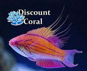 Blue Flasher Wrasse