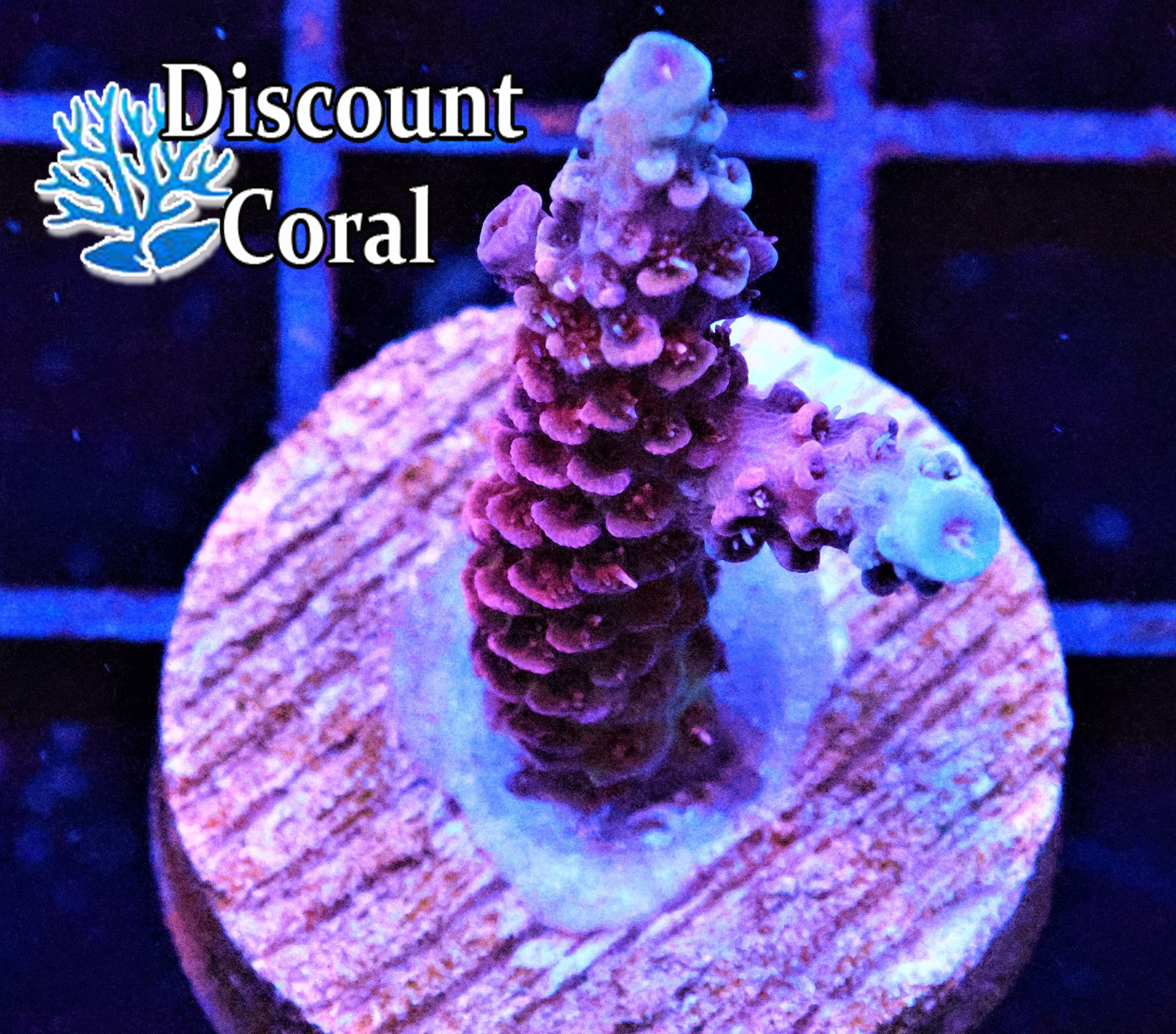 Blue Rasberry Acropora Millepora