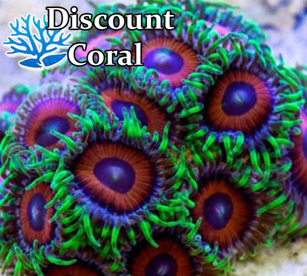 Eagle Eye Super Zoanthids