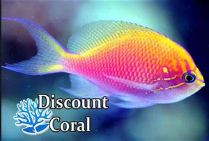 Fathead Sunburst Anthias