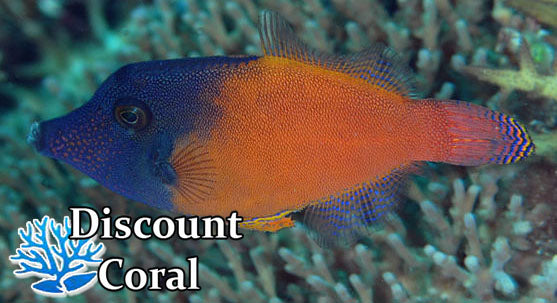 Flame Filefish