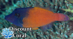 Flame Filefish