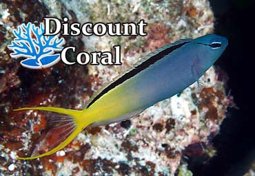 Forktail Blenny