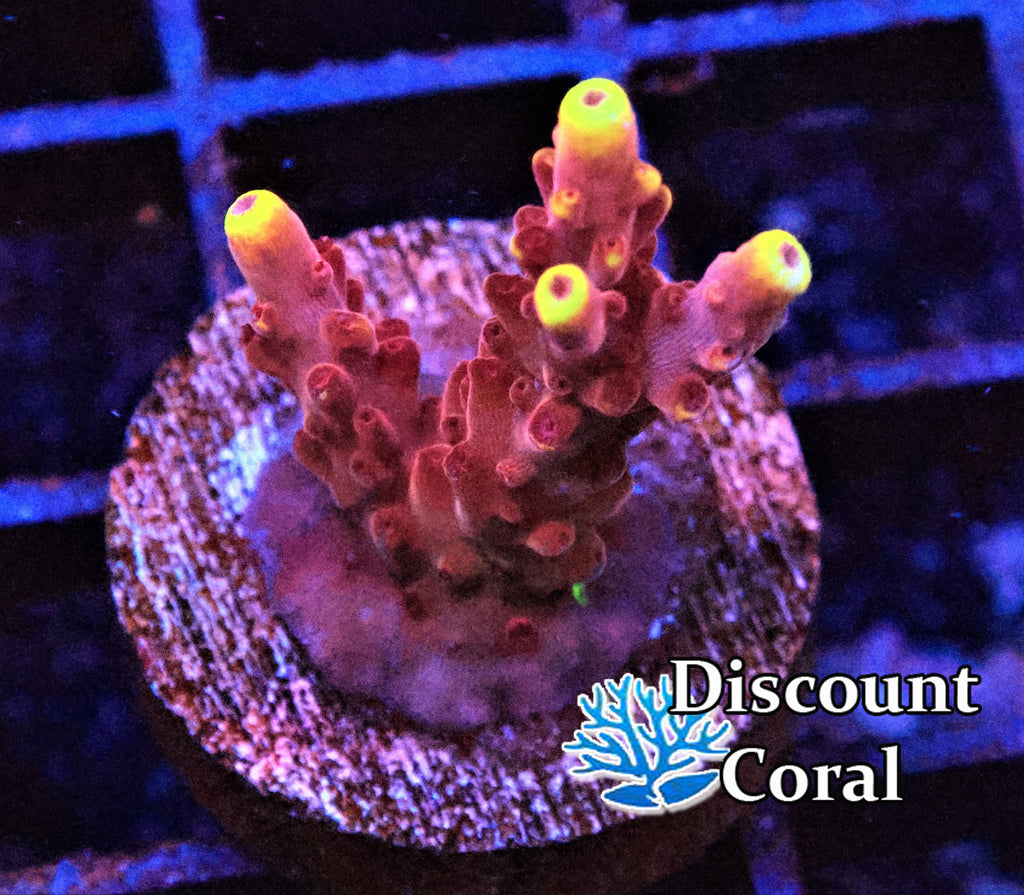 Fox Flame Acropora