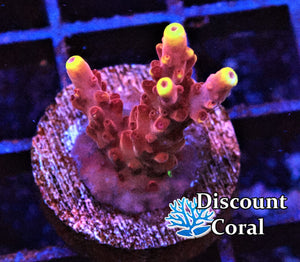 Fox Flame Acropora