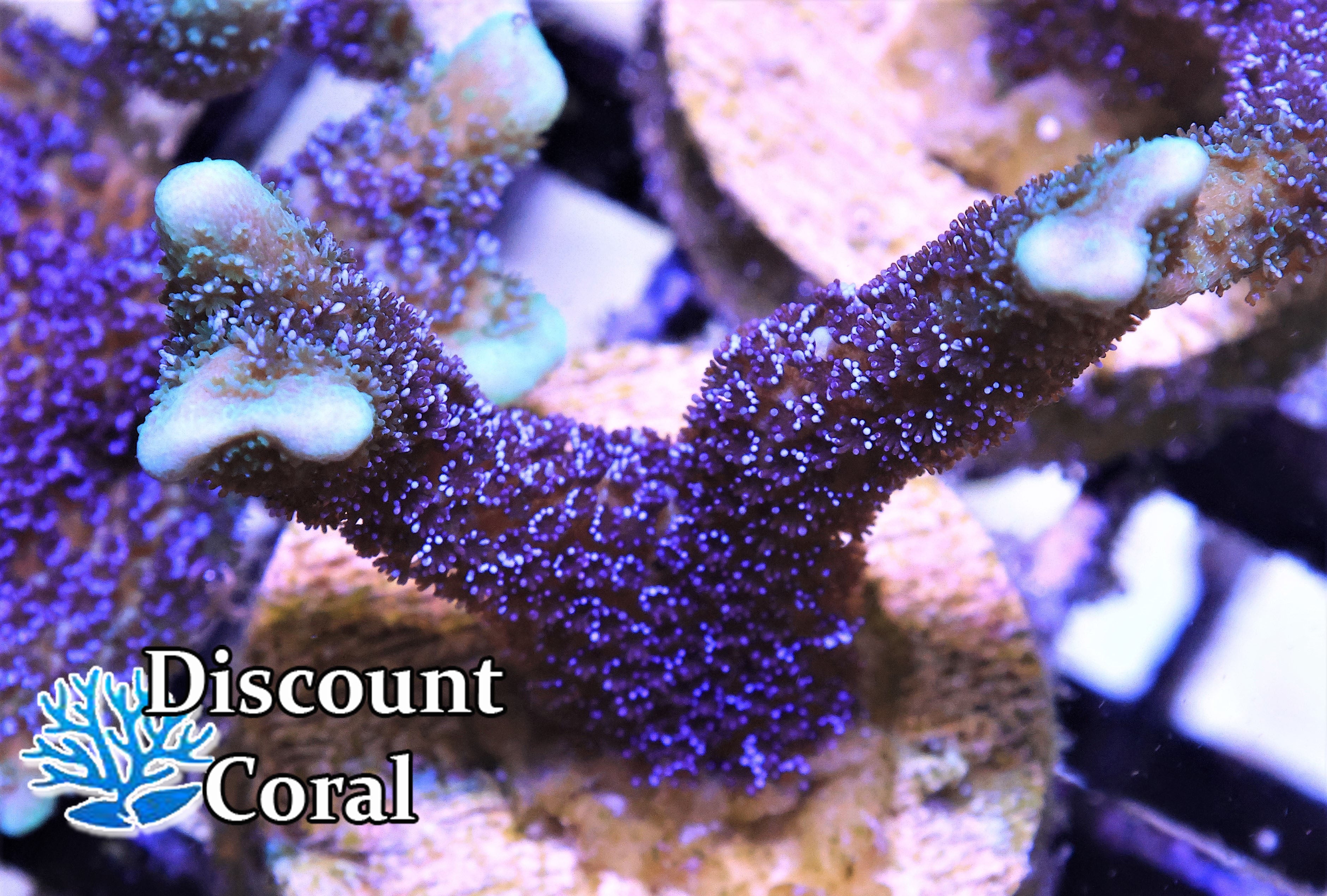 German Blue Montipora Digitata