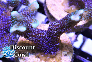 German Blue Montipora Digitata