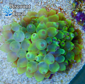 Green Bubble Tip Anemone