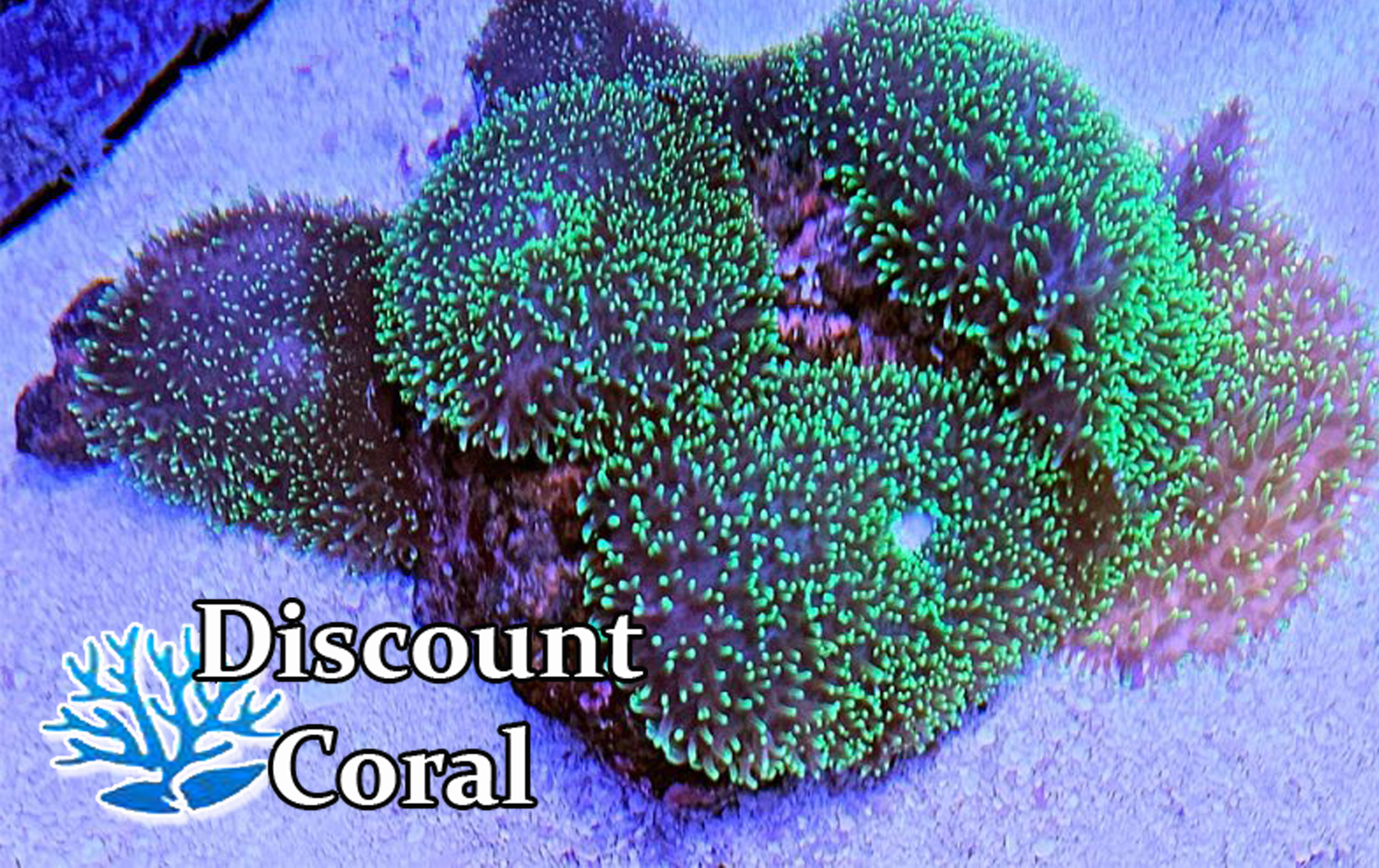 Green Hairy Mushroom