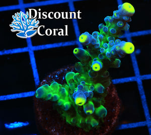 Ice Cap Acropora Coral
