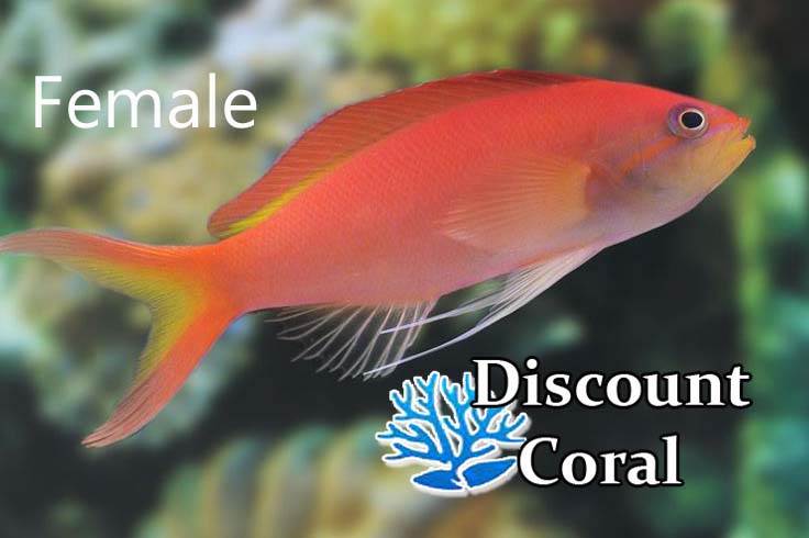 Ignitus Anthias Female