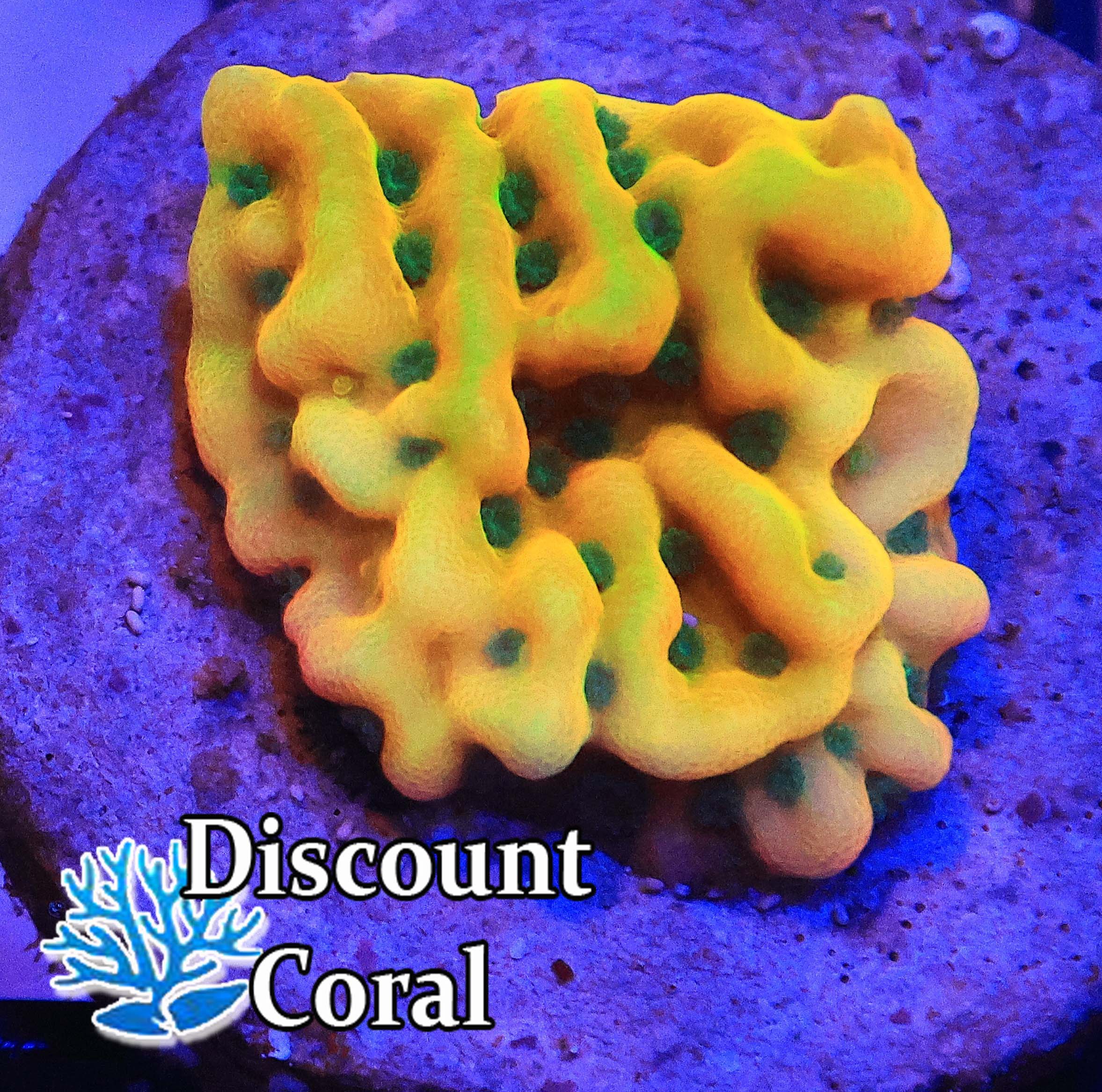 JF Beach Bum Montipora