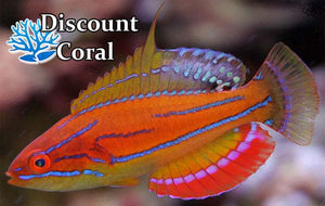 McCoskers Flasher Wrasse Male