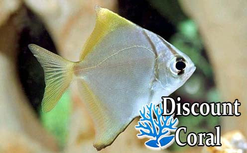Mono Argentus Fish