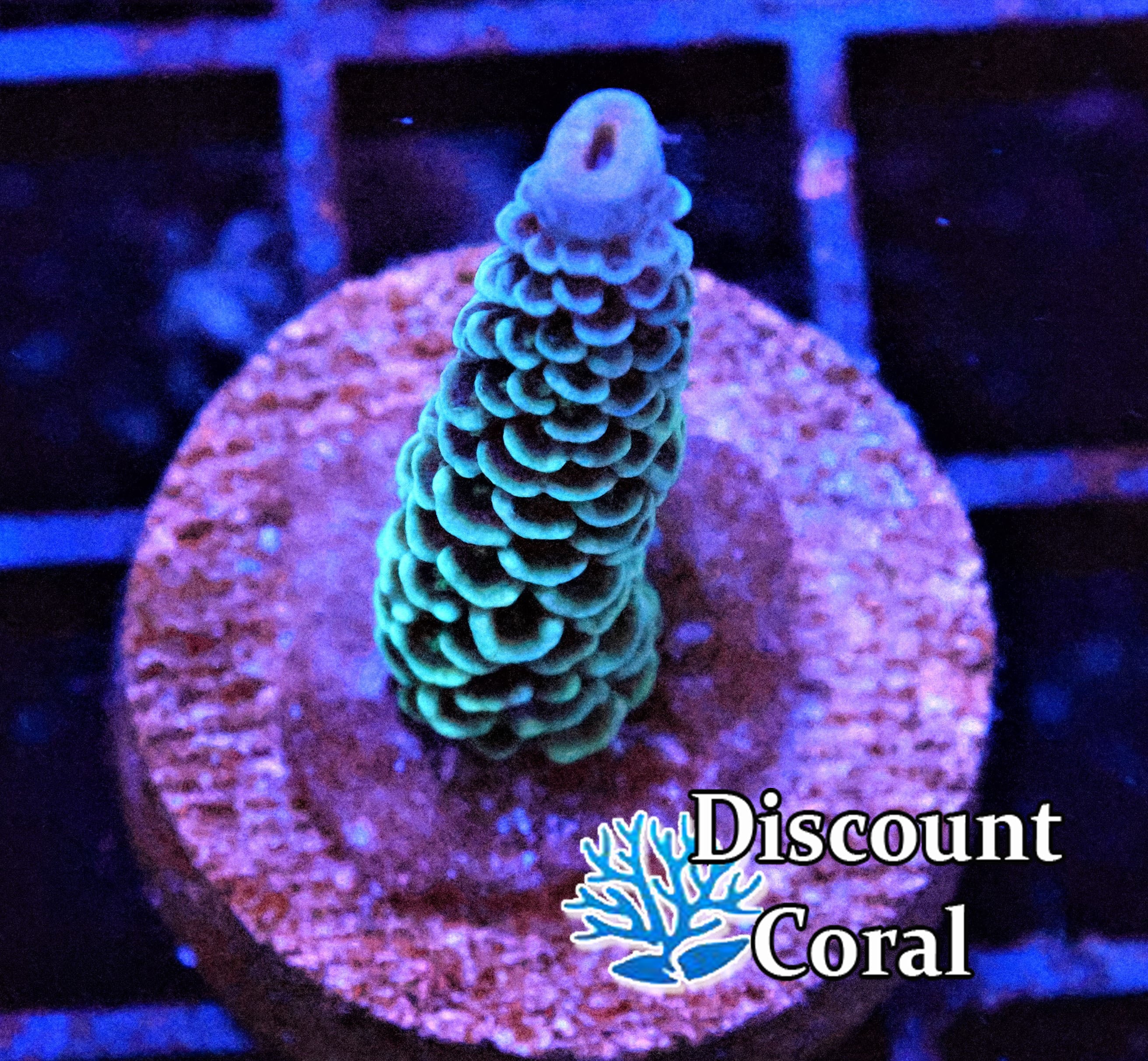 Monsters Inc Acropora Millepora