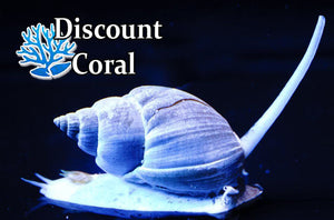 Nassarius Snail