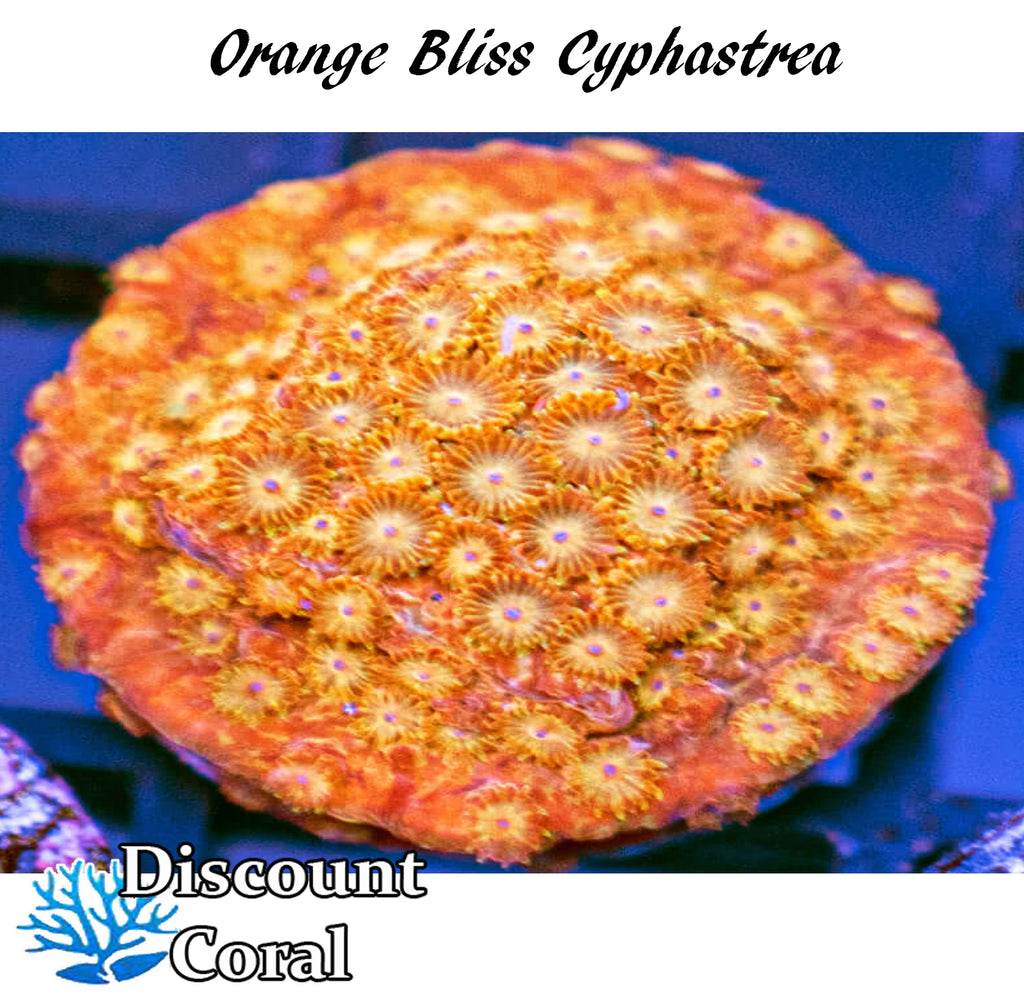 Orange Bliss Cyphastrea