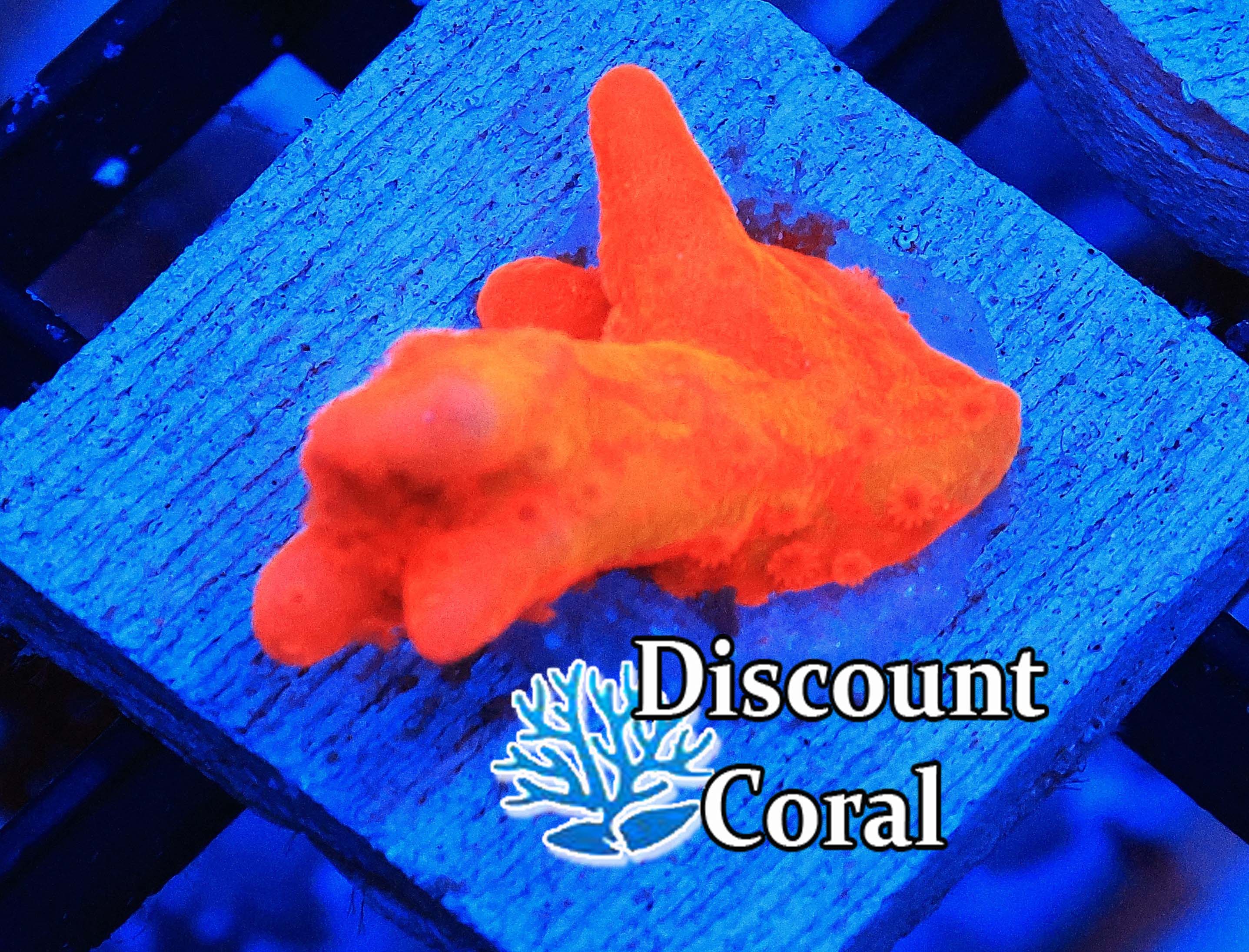 Orange Setosa Montipora