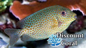 Orangespot Rabbitfish