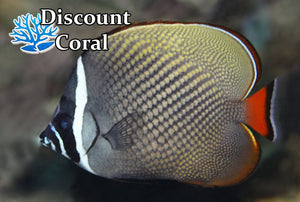 Pakistani Butterfly Fish