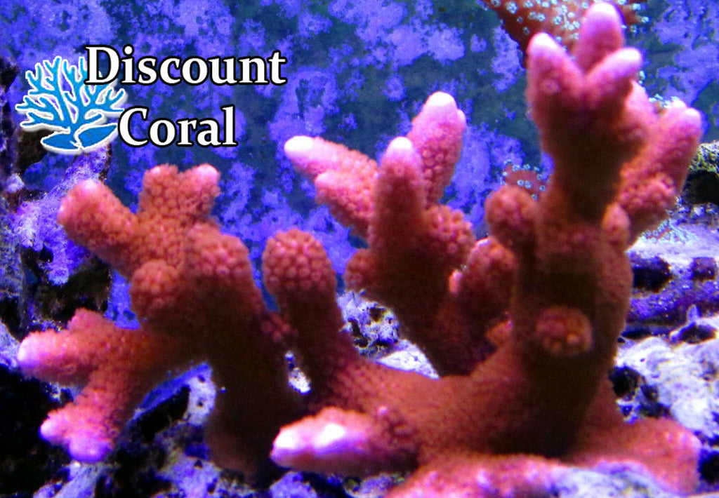 Peach Montipora Digitata Coral