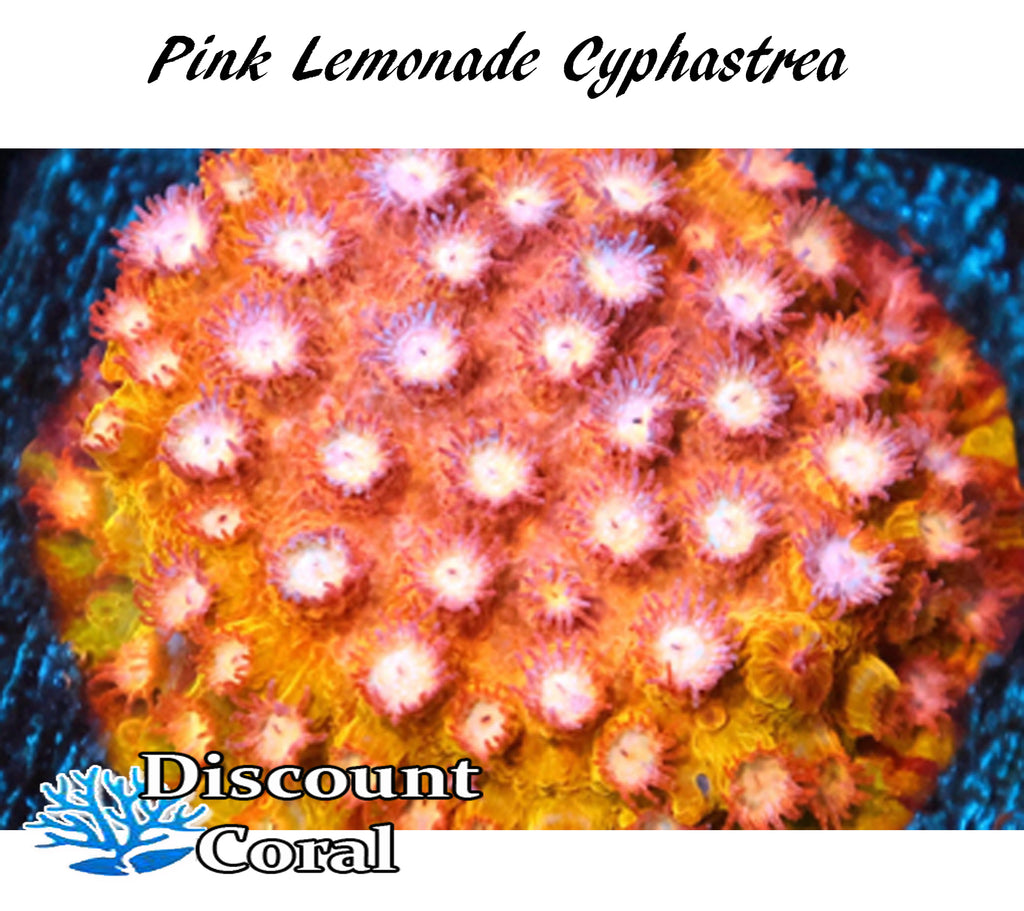 Pink Lemonade Cyphastrea