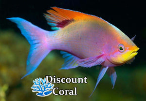 Purple Queen Anthias Male