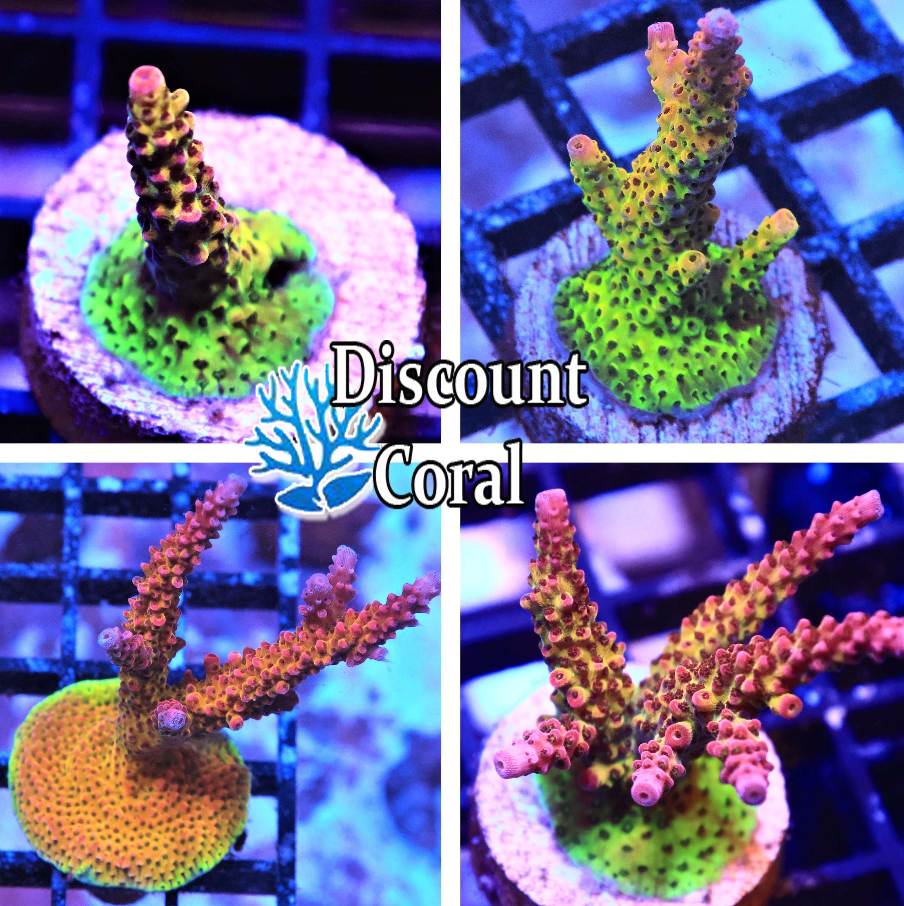 Rainbow Rommels Acropora - Cultured Rainbow Rommels Acropora ...