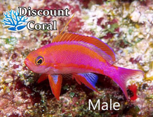 Randalls Anthias Fish Male