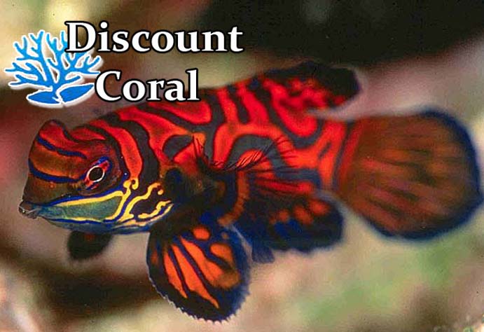 Red Mandarin Goby