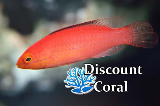 Ruby Finned Fairy Wrasse Female